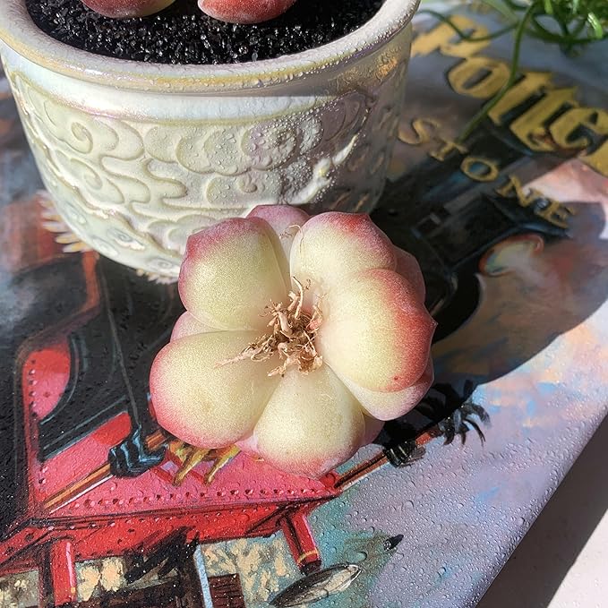 Echeveria Snow Lotus Rare Live Succulent Plants, 1 Head 2.5" Bare Root Without Pot & Soil, Garden Indoor Office Desk Baby Shower Decoration, Friend Plant Lovers Gifts