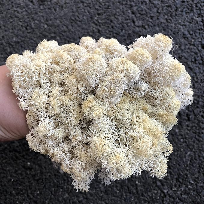 Preserved Reindeer Moss Natural Green DIY Kit Gardenning Art Wall Decor Florist Decor Easter Table Decor Wedding