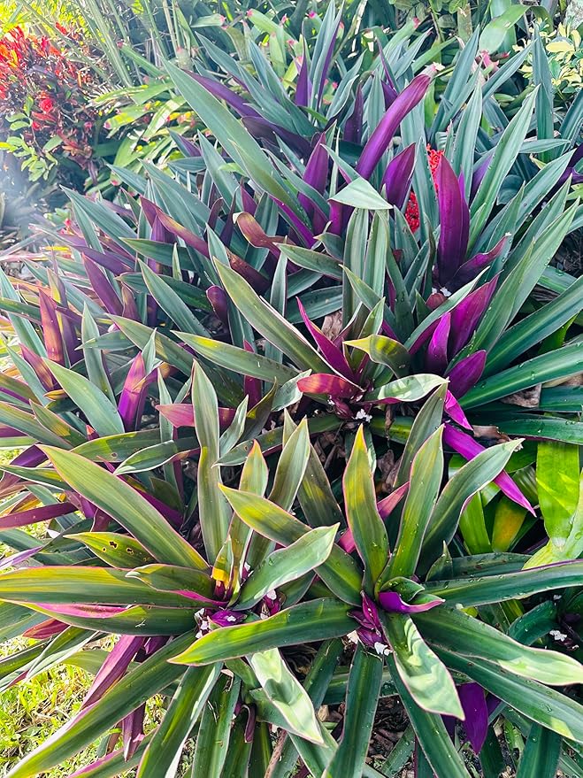 ONE Outdoor Live Plant- Oyster Plant Purple & Green - Grows to Medium Height Outdoor Plant- Young Small Plant