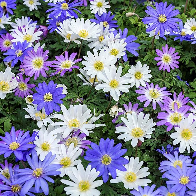 Easy to Grow Anemone Blanda Flutter Mix 60 Plant Bulbs - Blue, Pink, & White Flowers in Spring Outdoor, Full to Partial Sun