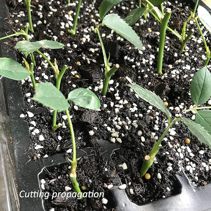 Gardzen 10-Set Garden Propagator Set, Seed Tray Kits with 400-Cell, Seed Starter Tray with Dome and Base 15" x 9" (40-Cell Per Tray)