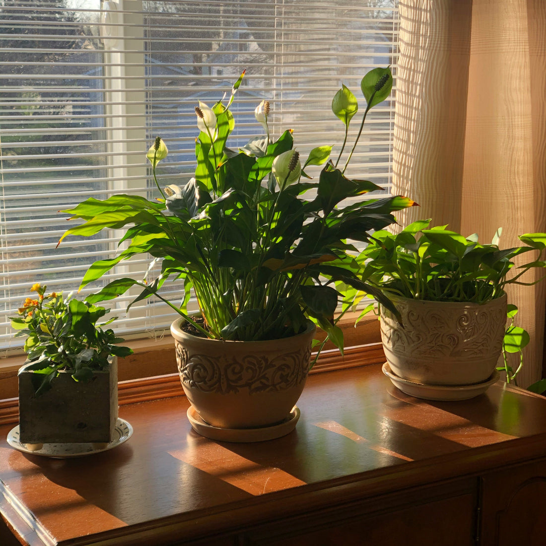 Bringing Nature Indoors: How to Use Greenery to Transform Your Home
