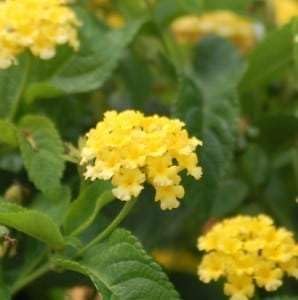 Lantana Plants Live - Yellow Lantana Lola Pack of 3 Live Plants for Planting - 4-6 Inches Tall - Attracts Butterflies, Perfect for Containers & Garden Beds, Low Maintenance
