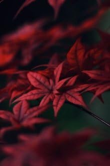 BLOODGOOD Red Japanese Maple Tree - 2 Year Live Plant - Acer palmatum 'Bloodgood'