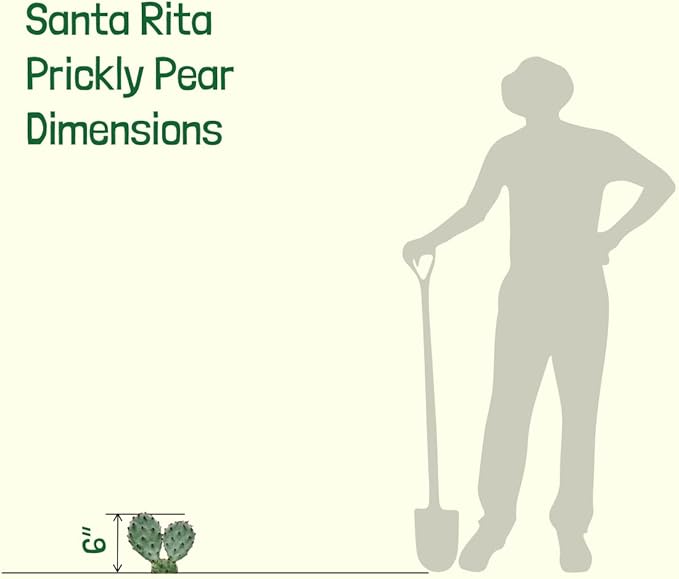 Cactus Outlet - Santa Rita Prickly Pear Cactus Plants Live - Live Cactus Plants - Santa Rita Cactus - Prickly Pear Plant Live - Landscape Ready Cactus Plants Live Delivered Right to Your Door