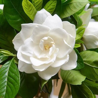 Gardenia Mystery - Gardenia Jasminoides. Hardy Evergreen Shrub with Large, Sweetly Fragrant White Flowers, Ideal for Landscaping and Container Gardening (2 Gardenia Mystery Plants in Sac)