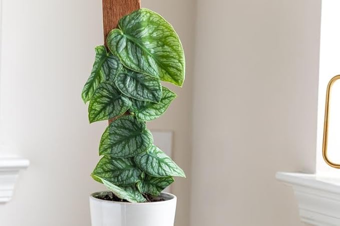 Premium Monstera Dubia Potting Mix - Hand-Crafted with The Finest Ingredients - 10 Quart (2 Bags of 5 Quart)