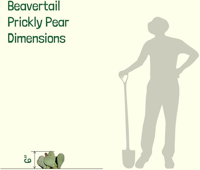 Cactus Outlet - Beavertail Prickly Pear Cactus Plants Live - Live Cactus Plants - Beavertail Cactus - Prickly Pear Plant Live - Landscape Ready Cactus Plants Live Delivered Right to Your Door