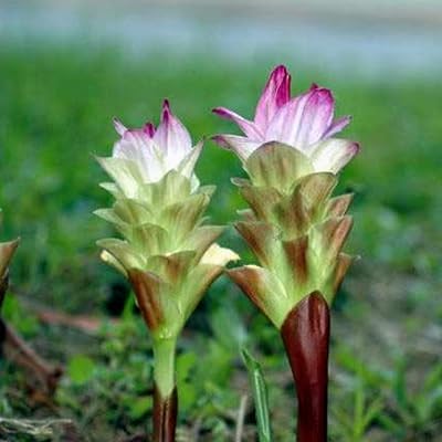 Green Turmeric Live Plant - (Curcuma aeruginosa) - Rare Medicinal Herb, Vibrant Pink Flowers, Ideal for Tropical Gardens (4 Green Turmeric Bags)
