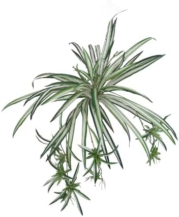 Spider Plant (1, 30 Inches)