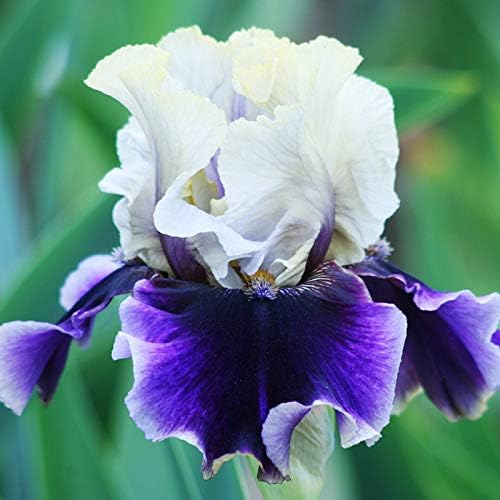 Let's Romp Bearded Iris Flower Bulbs - 1 Rhizome per Pack - Pleasantly Scented - Deer Resistant - Good as Cut Flowers - Naturalizing - Perennializing