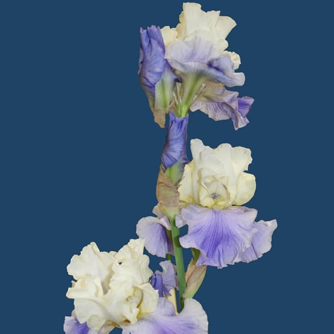 Stairway to Heaven Bearded Iris Flower Bulb - Attracts Butterflies and Hummingbirds - Deer Resistant - Good as Cut Flowers - Naturalizing - Perennializing