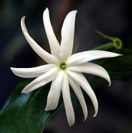 Live Angel Wing Jasmine (Jasminum Nitidum) Plants - Fragrant, White Blooming Evergreen Shrub for Any Garden (4 jas Angel Cups)