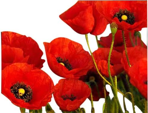 Fall Blooming Mix of Wildflowers