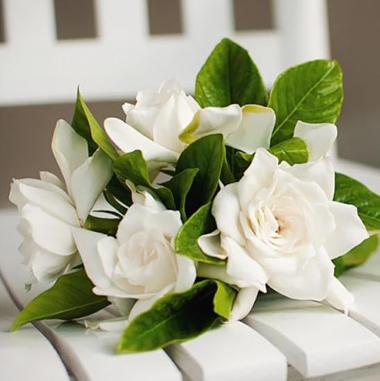 Gardenia Mystery - Gardenia Jasminoides. Hardy Evergreen Shrub with Large, Sweetly Fragrant White Flowers, Ideal for Landscaping and Container Gardening (2 Gardenia Mystery Plants in Sac)