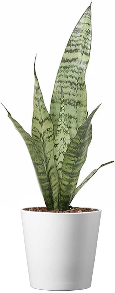 American Plant Exchange Snake Plant, Sansevieria Zeylanica Green, Compact 4-Inch Pot, Stylish Deco Cover Included, Live Indoor Houseplant, Easy to Care, Air Purifying, Perfect for Home Office & Garden