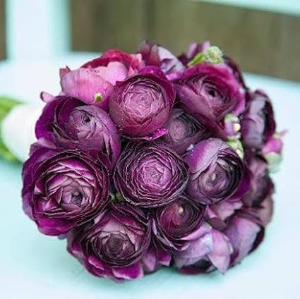 Ranunculus Bulbs - Violet - 20 Bulbs - Purple Flower Bulbs, Corm Attracts Bees, Attracts Pollinators, Easy to Maintain & Grow, Fragrant, Container Garden