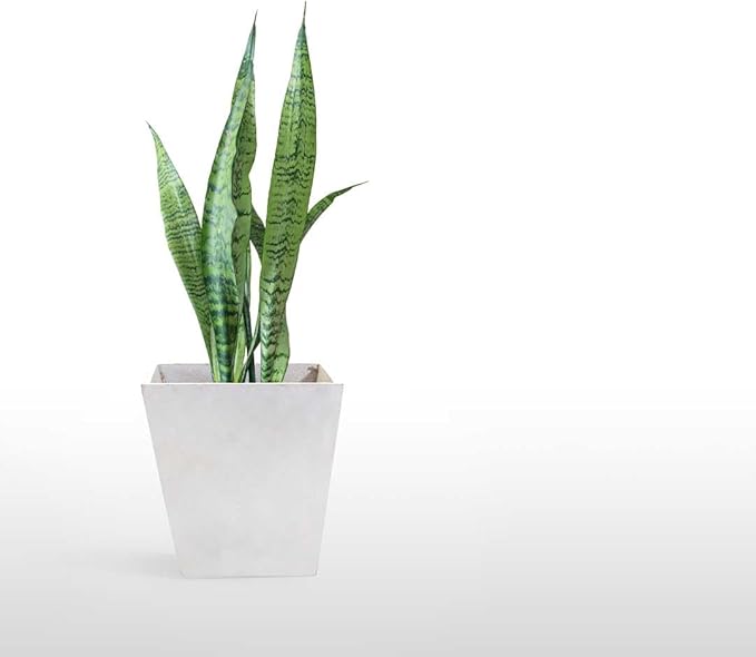 American Plant Exchange Snake Plant, Sansevieria Zeylanica Green, Compact 4-Inch Pot, Stylish Deco Cover Included, Live Indoor Houseplant, Easy to Care, Air Purifying, Perfect for Home Office & Garden
