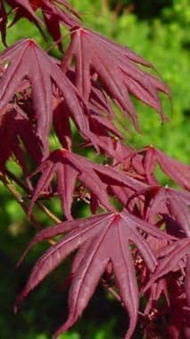 BLOODGOOD Red Japanese Maple Tree - 2 Year Live Plant - Acer palmatum 'Bloodgood'
