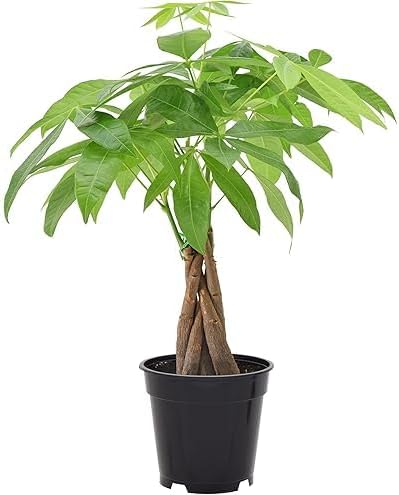 Money Tree Pachira Aquatica, Live Indoor Houseplant, 4-inch Pot, Braided Trunk