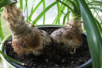 Nolina Potting Mix - Promote Strong Roots and Captivating Form with Our Premium Blend - 4 Quart