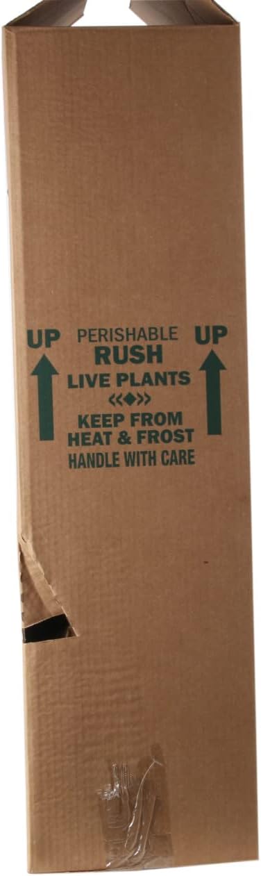 Costa Farms Raven ZZ Plant, Easy Care Indoor Houseplant, Potted in Decorative Plant Pot with Soil, Room Decor for Tabletop, Shelf, or Office Desk, Trending Tropicals Collection, 22-Inches Tall