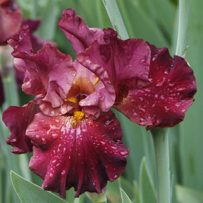 War Chief Bearded Iris Flower Bulbs - 1 Rhizome per Pack - Attracts Butterflies and Hummingbirds - Deer Resistant - Good as Cut Flowers - Naturalizing - Perennializing