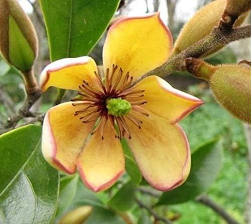 Banana Shrub (Michelia figo) - Live Plant - 3 Gallon Pot