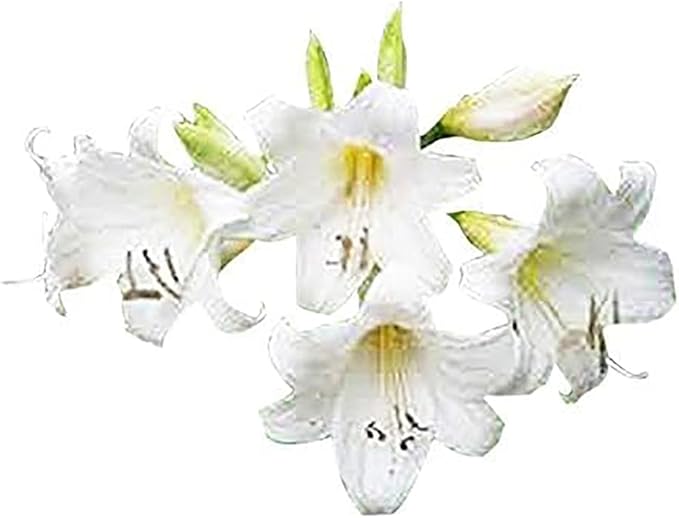 Naked Ladies Amaryllis Belladonna - 3 Medium Pink Bulbs - Beautiful Pink Blooms for Outdoor Gardens - Stunning Perennial Flowering Plant