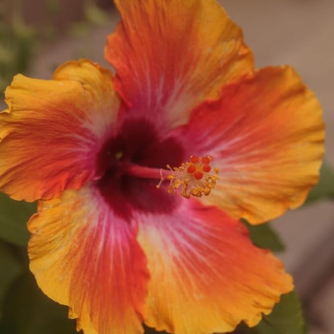 Hardy Hibiscus Plants Live, Sunset Hibiscus Plant, Hibiscus Live Plant, 8 to 10 Inc Tall Seedling