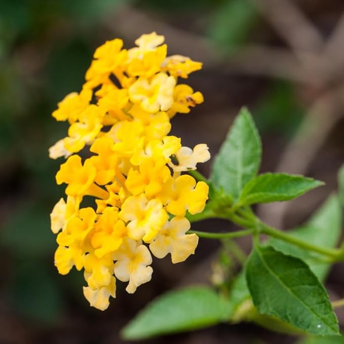 Pack 2 Lantana Live Plants Well Rooted, Yellow Blooms Perennial, Lantana Shrub Starter 4-8 Inches