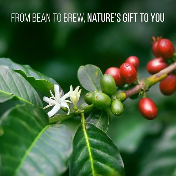 Coffee Plant Arabica Real Live Plant for Sale (12 Pack) | Coffee Lover's Dream | Easy to Grow Live for Planting | Grow Your Own Food on Your Edible Organic Garden |