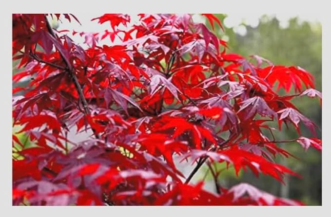 BLOODGOOD Red Japanese Maple Tree - 2 Year Live Plant - Acer palmatum 'Bloodgood'