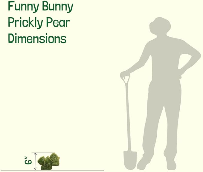 Cactus Outlet - Opuntia Microdasys Prickly Pear Cactus Plants Live - Live Cactus Plants - Opuntia Microdasys - Prickly Pear Plant Live - Landscape Ready Cactus Plants Live Delivered Right To Your Door