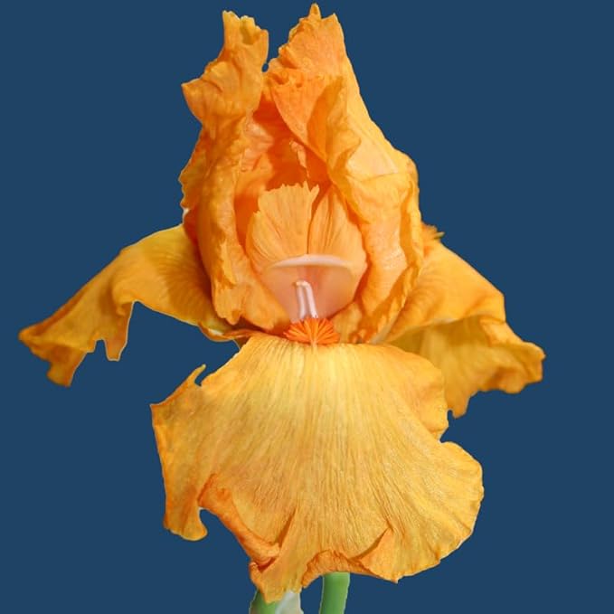 Avalon Sunset Bearded Iris Flower Bulb - Deer Resistant - Good as Cut Flowers - Naturalizing - Perennializing - Easy to Grow Live Plants