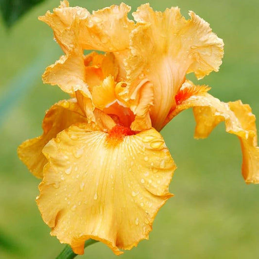 Avalon Sunset Bearded Iris Flower Bulb - Deer Resistant - Good as Cut Flowers - Naturalizing - Perennializing - Easy to Grow Live Plants