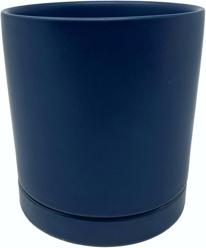 Easy to Grow Spider Plant Variegated - 1 Potted Houseplant Placed in a Blue Ceramic Pot with Water Saucer, Low-Maintenance Indoor Outdoor