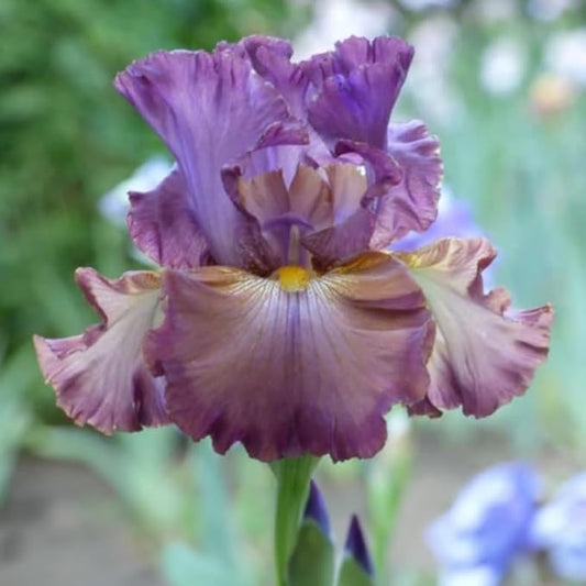 Clinque Terre Bearded Iris Flower Bulbs - 1 Rhizome per Pack - Attracts Butterflies and Hummingbirds - Deer Resistant - Good as Cut Flowers - Naturalizing - Perennializing