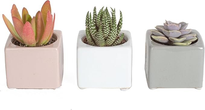 Costa Farms Mini Succulent Live Plants in Cute Pots, Easy to Maintain Indoor Succulents, Houseplants for Home or Office Decor, House Warming or Birthday Gift, 2-3.5 Inches Tall, Pack of 3