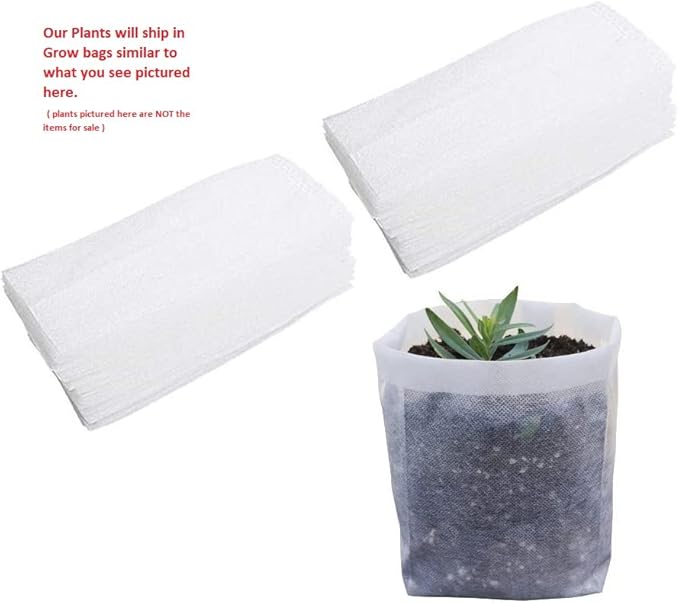 Snow N Summer Asian Jasmine Vine - Live Plant - Quart Pot