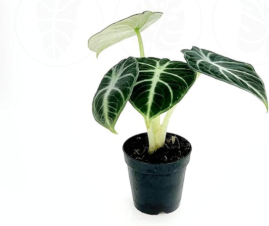 Alocasia Ninja | Live Plant in a 2 or 4 Inch Growers Pot, Live Indoor, Easy to Grow, Easy to Care, and Low Maintenance Houseplant (2-inch Pot)