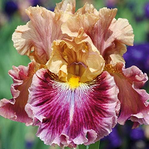 Funday Monday Bearded Iris Flower Bulbs - 1 Rhizome per Pack - Pleasantly Scented - Deer Resistant - Good as Cut Flowers - Naturalizing - Perennializing