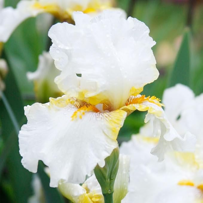 Goldkist Bearded Iris Flower Bulb - Attracts Butterflies and Hummingbirds - Deer Resistant - Good as Cut Flowers - Naturalizing - Perennializing - Easy to Grow Live Plants - Outdoor Garden