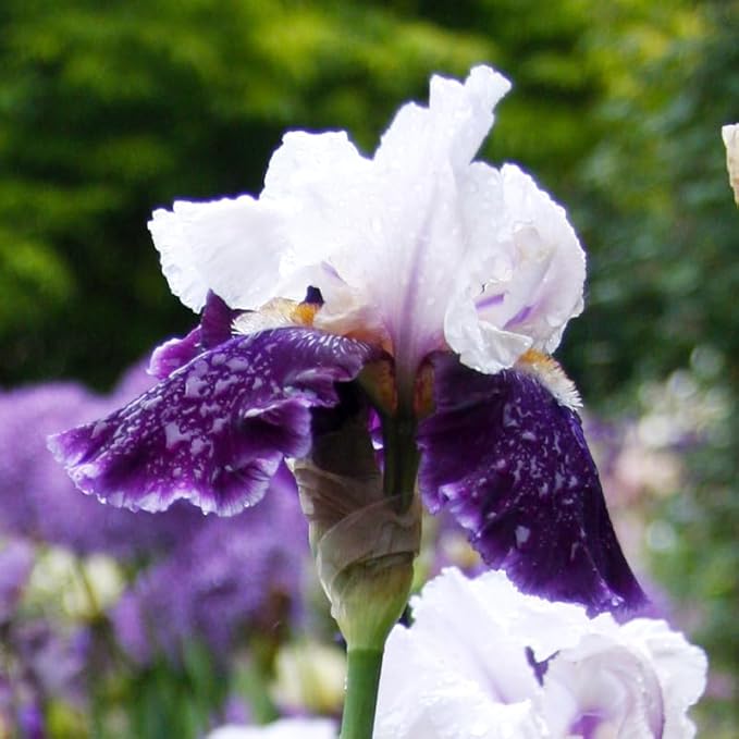 Let's Romp Bearded Iris Flower Bulbs - 1 Rhizome per Pack - Pleasantly Scented - Deer Resistant - Good as Cut Flowers - Naturalizing - Perennializing