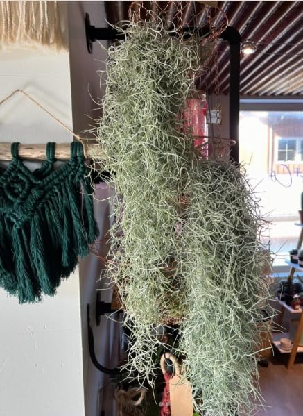 Live Spanish Moss Plant 10” Tall Clump, Air Plant for Home Decoration, Terrariums and Outdoor Planting