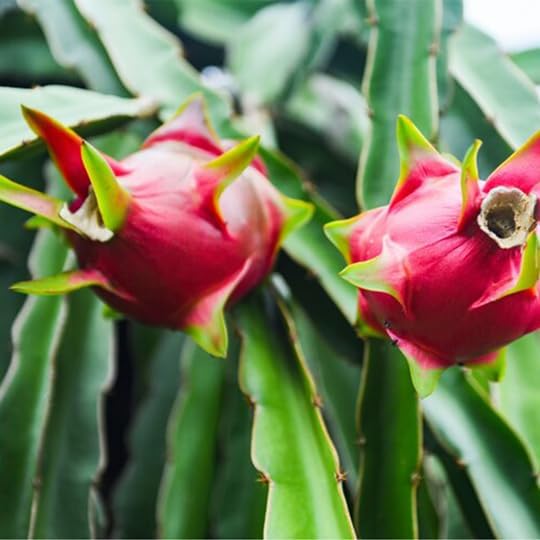 Dragon Fruit Edgar's Baby (4 Pack) | Real Live Fruit Plants for Sale | Rare Exotic Variety | Sweet Edible Fruit | Easy to Grow Live Plants for Organic Gardens. (Edgar's Baby)