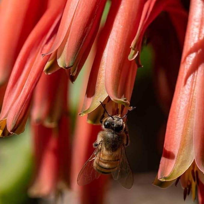 Coral Aloe Plants (Aloe striata) - Live Succulent with Striking Pink Edges and Smooth, Flat Leaves for Indoor/Outdoor Gardening (2 Coral Aloe Cups)