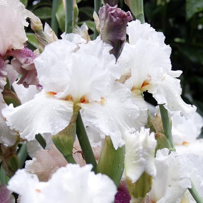 Winterfest Bearded Iris Flower Bulbs - 1 Rhizome per Pack - Attracts Butterflies and Hummingbirds - Deer Resistant - Good as Cut Flowers - Naturalizing - Perennializing