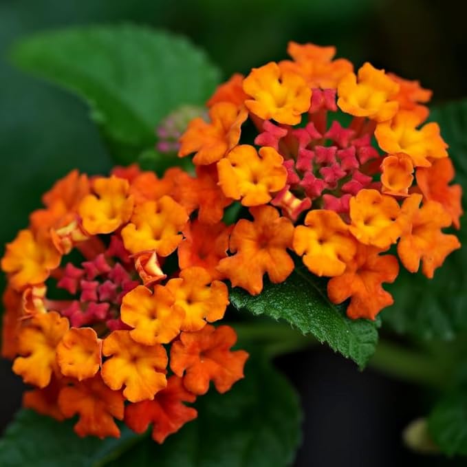 Pack 2 Lantana Live Plants Well Rooted, Orange Blooms Perennial, Lantana Shrub Starter 4-8 Inches