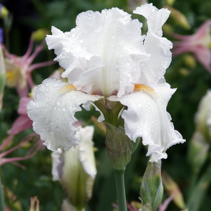 Winterfest Bearded Iris Flower Bulbs - 1 Rhizome per Pack - Attracts Butterflies and Hummingbirds - Deer Resistant - Good as Cut Flowers - Naturalizing - Perennializing